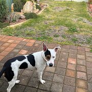 Home Owner wanting sitter in Rockingham, Western Australia