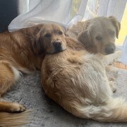 Home Owner wanting sitter in Adelaide, South Australia