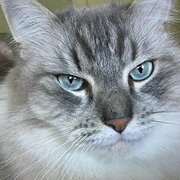 Home Owner wanting sitter in Newcastle, New South Wales