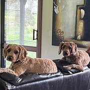 Home Owner wanting sitter in Lismore, New South Wales
