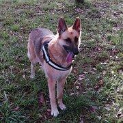 Home Owner wanting sitter in , Australian Capital Territory