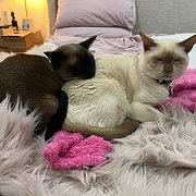Home Owner wanting sitter in Brisbane, Queensland
