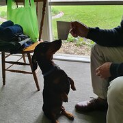 Home Owner wanting sitter in Melbourne , Victoria