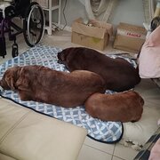 Home Owner wanting sitter in Woody Point , 4019, Queensland