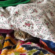 Home Owner wanting sitter in Melbourne, Victoria