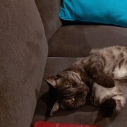 Home Owner wanting sitter in Melbourne, Victoria