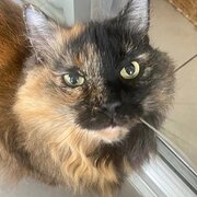 Home Owner wanting sitter in Newcastle , New South Wales