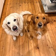 Home Owner wanting sitter in Newcastle, New South Wales