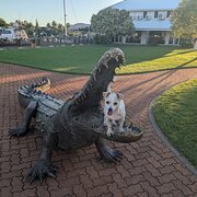 Home Owner wanting sitter in Darwin, Northern Territory