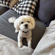 Home Owner wanting sitter in Melbourne, Victoria