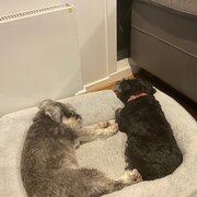 Home Owner wanting sitter in Melbourne, Victoria