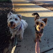 House Sitter - Responsible & Reliable Couple