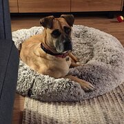Home Owner wanting sitter in Rochford, Victoria
