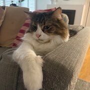 Home Owner wanting sitter in Melbourne , Victoria