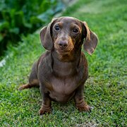 Home Owner wanting sitter in Geelong , Victoria
