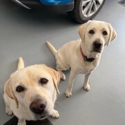 Home Owner wanting sitter in Kempsey, New South Wales