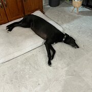 Home Owner wanting sitter in Townsville , Queensland
