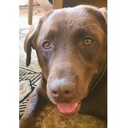 Home Owner wanting sitter in Perth, Western Australia