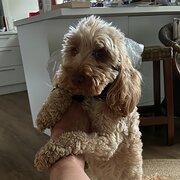 Home Owner wanting sitter in Melbourne , Victoria