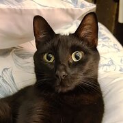 Home Owner wanting sitter in , South Australia