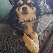 Home Owner wanting sitter in Bowral, New South Wales