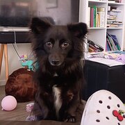 Home Owner wanting sitter in , Queensland