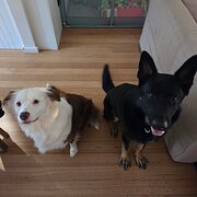Home Owner wanting sitter in , Victoria