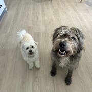Home Owner wanting sitter in PALM BEACH, Queensland