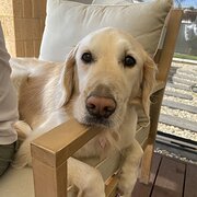 Home Owner wanting sitter in , Western Australia