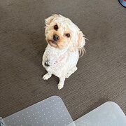 Home Owner wanting sitter in , Queensland