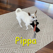 Home Owner wanting sitter in Sydney, New South Wales