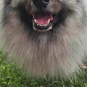 Home Owner wanting sitter in , Queensland