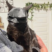 Home Owner wanting sitter in Canberra, New South Wales