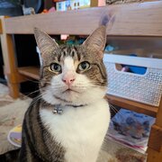 Home Owner wanting sitter in Melbourne , Victoria