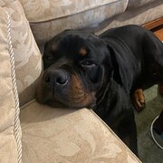 Home Owner wanting sitter in Brisbane , Queensland