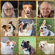House Sitter - Retired, friendly reliable couple