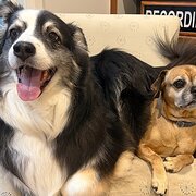 Home Owner wanting sitter in Melbourne, Victoria