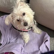 Home Owner wanting sitter in Gold Coast near Brisbane , Queensland