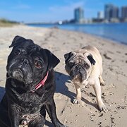 Home Owner wanting sitter in COMO, Western Australia