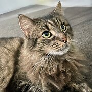 Home Owner wanting sitter in Brisbane, New South Wales