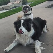 Home Owner wanting sitter in Windsor NSW, New South Wales