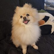 Home Owner wanting sitter in Gold Coast, Queensland