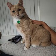 Home Owner wanting sitter in , New South Wales