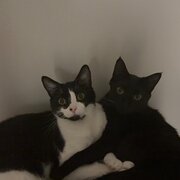 Home Owner wanting sitter in Melbourne , Victoria