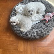 Home Owner wanting sitter in Geelong, Victoria