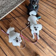Home Owner wanting sitter in Melbourne , Victoria