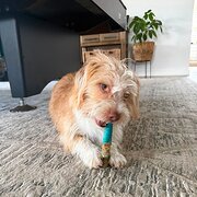 Home Owner wanting sitter in Mandurah , Western Australia