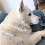 Home Owner wanting sitter in , Queensland