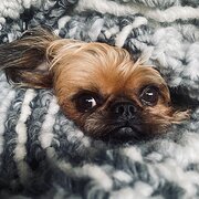 Home Owner wanting sitter in Byron Bay, New South Wales