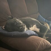 Home Owner wanting sitter in Nowra, New South Wales